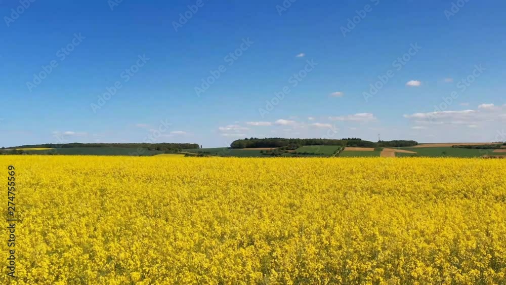 Rapsfeld in der Sommerlandschaft Rapsfeld in der Sommerlandschaft