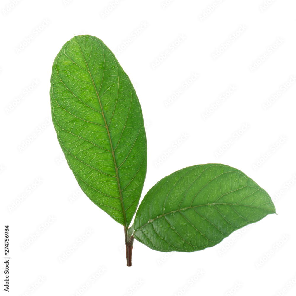 two leaves of guava isolated on white background two leaves of guava isolated on white background