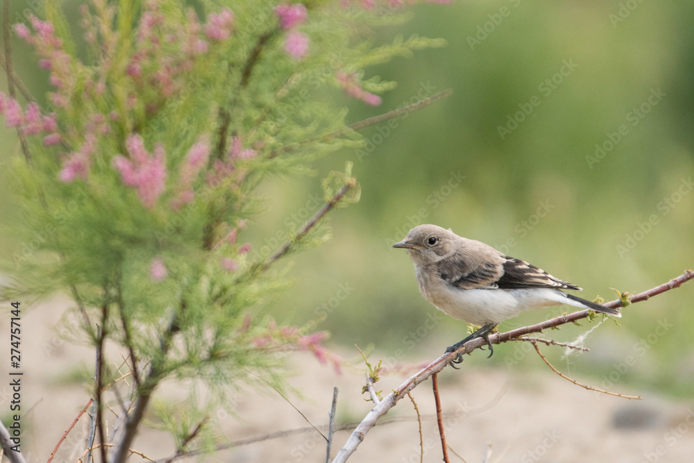 Obraz premium Stunning bird photo. Finsch's wheatear / Oenanthe finschii. Armenia