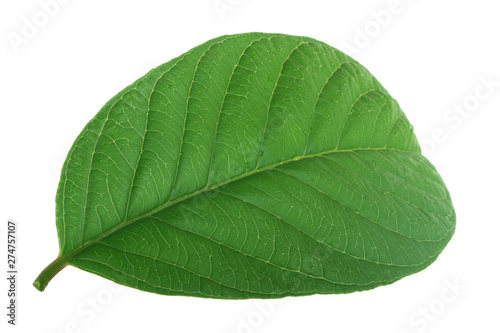 leaf of guava isolated on white background