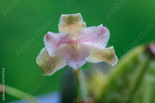 Beautiful closeup Lycaste, orchidaceae family