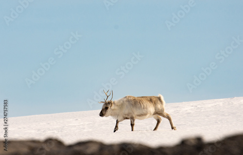 Svalbard Reindeer  Blomstranhalvoya