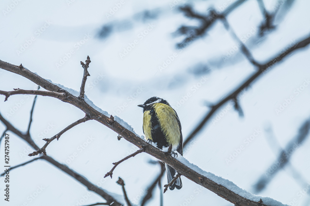 Fototapeta premium Great tit on a branch in winter garden