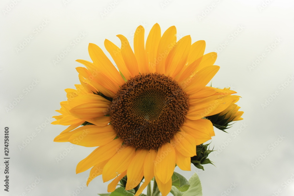 Obraz premium Sonnenblume