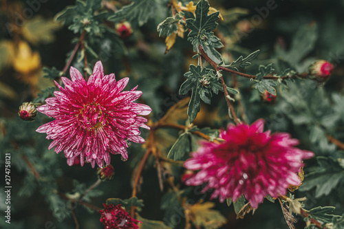 Beautiful pink violet chrysanthemum in the garden