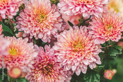 Beautiful pink violet chrysanthemum in the garden