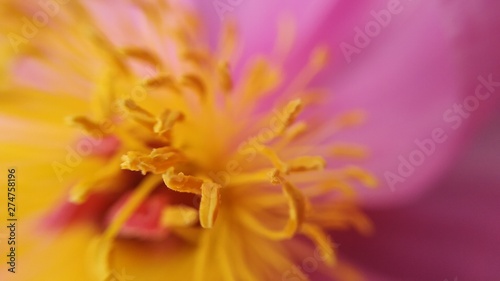 closeup of a flower