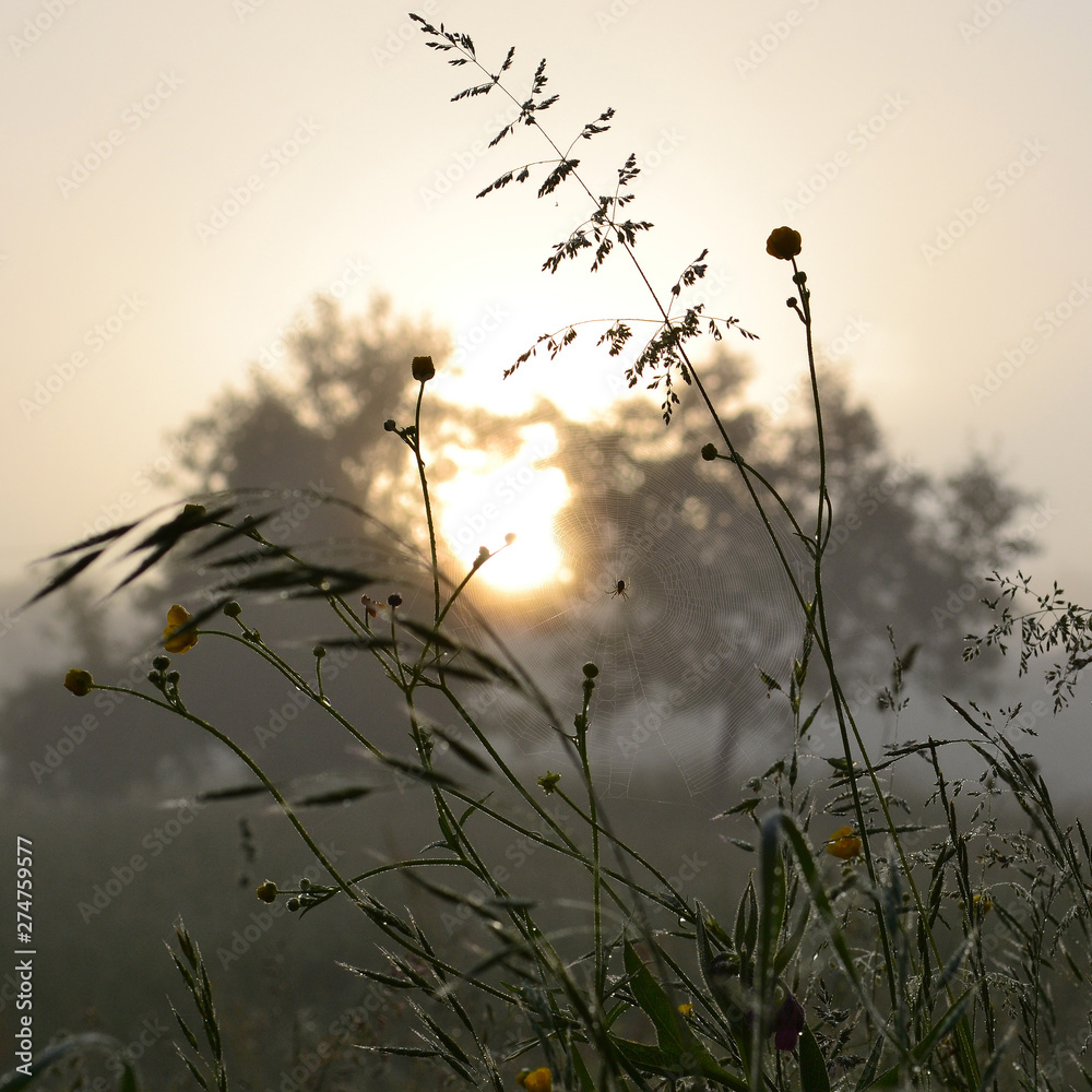 Obraz premium Spider web in grass with water drops in morning sun light