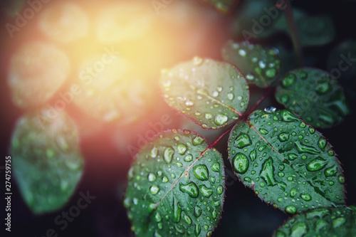 Rose leaves with water drops after rain. Concept background floral