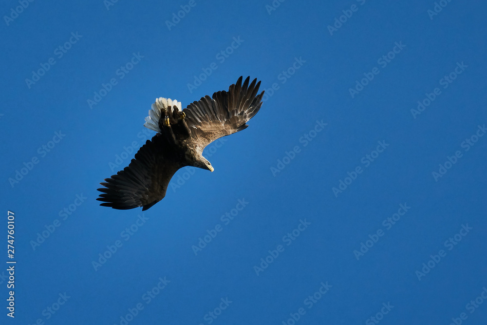 Obraz premium Weissschwanz Seeadler macht Fassrolle Flugmanoever