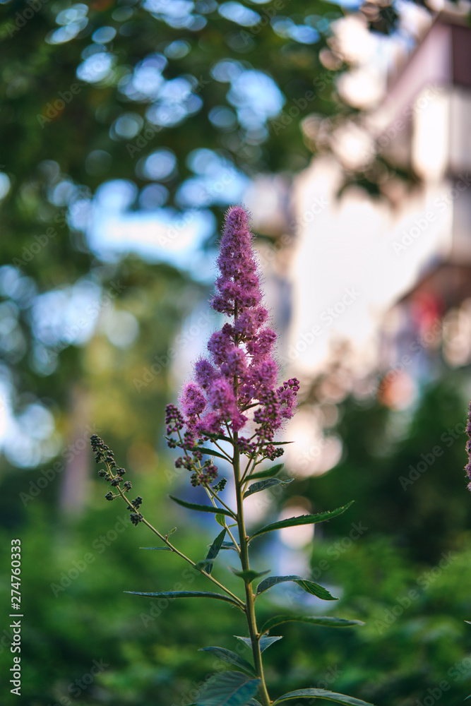 Obraz premium Lavender flower with bokeh background