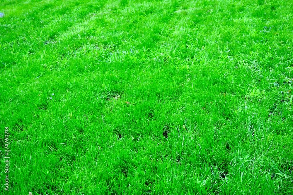 Grass background Grass background