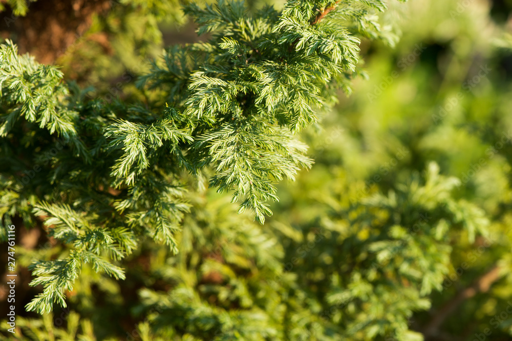 Fir trees close up. many branches. beautiful nature Fir trees close up. many branches. beautiful nature