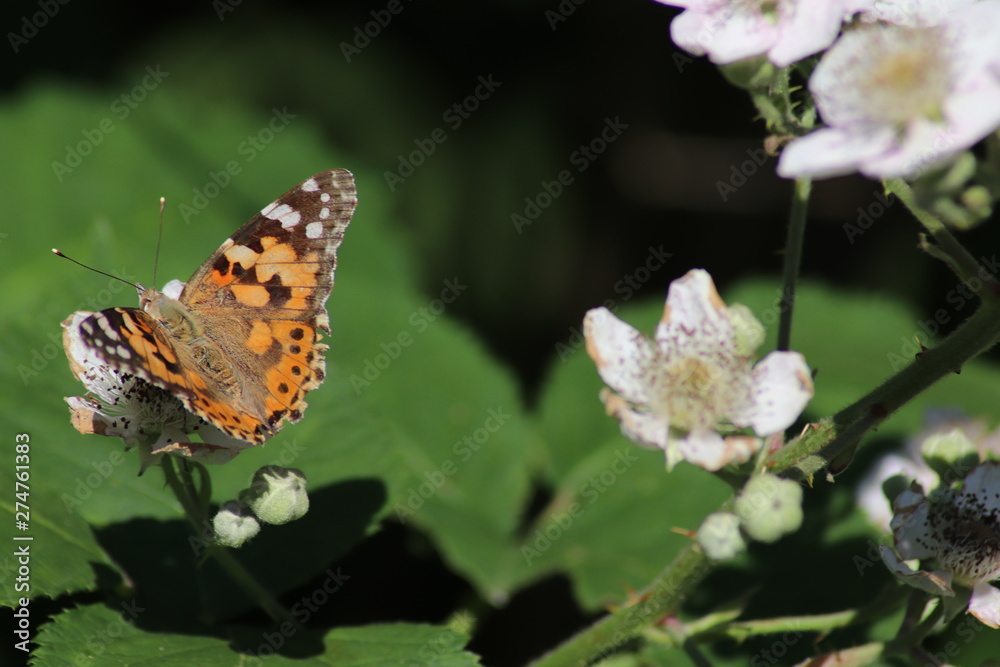 Obraz premium butterfly on flower