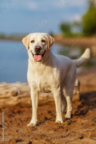 Labrador dog, outdoor summer