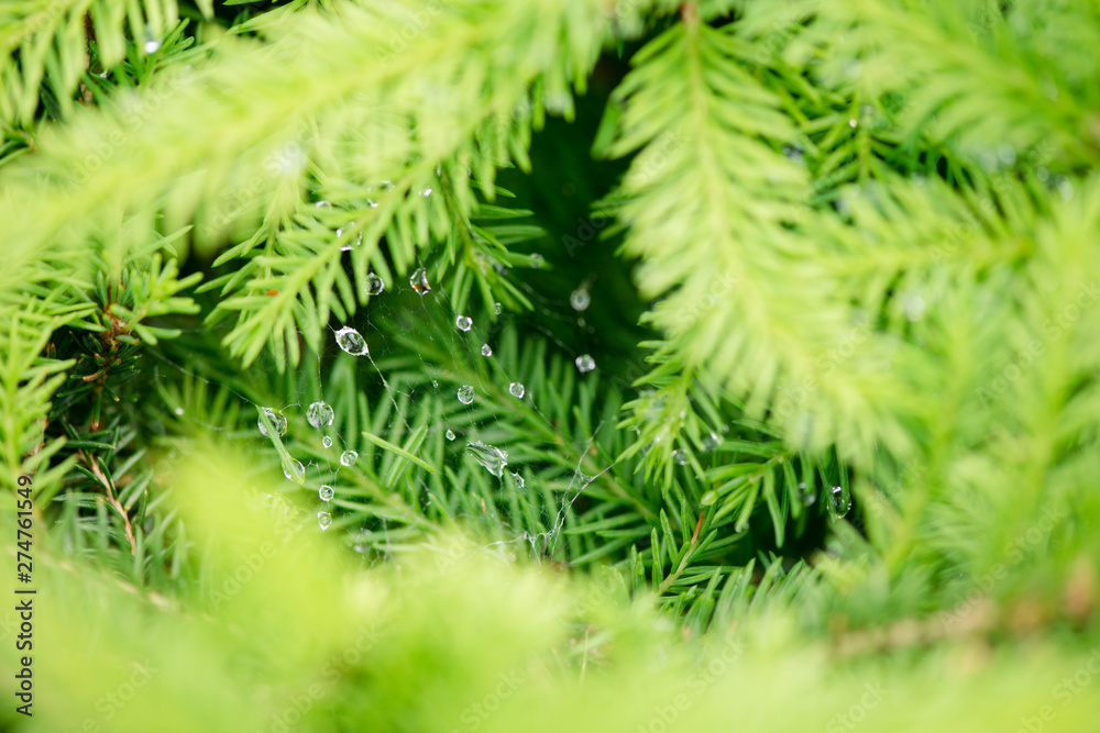 Fir trees close up. many branches. beautiful nature Fir trees close up. many branches. beautiful nature