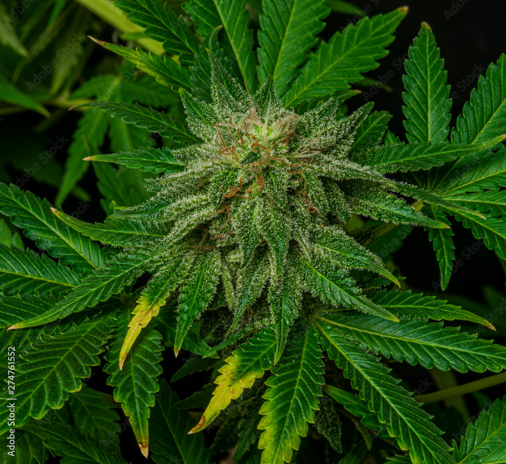 Afghan kush special variety of marijuana flower with aged blooms Afghan kush special variety of marijuana flower with aged blooms