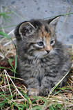 Little cute gray kitten in the grass. A pet