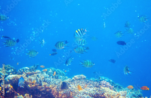Underwater landscape with tropical fish and coral reef. Yellow black striped dascillus. Tropical aquarium background