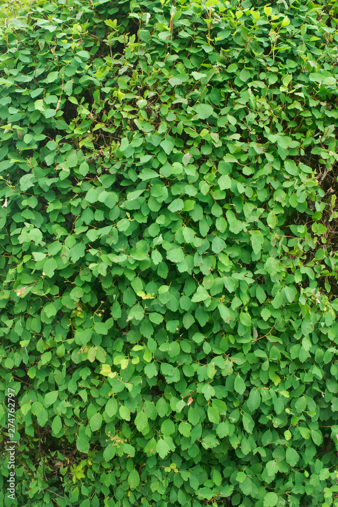 leaves close up. many leaves leaves close up. many leaves