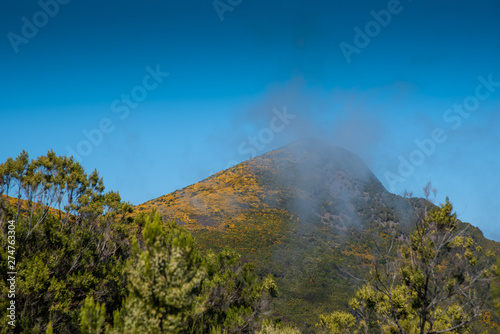 Blooming yellow genista on a hill near the plateau Paul da Serra on the island of Madeira in Portugal.