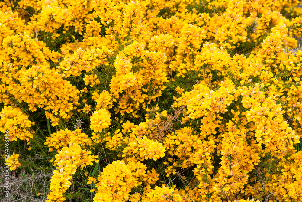 Blooming yellow genista on the plateau Paul da Serra on the island of Madeira in Portugal. Blooming yellow genista on the plateau Paul da Serra on the island of Madeira in Portugal.