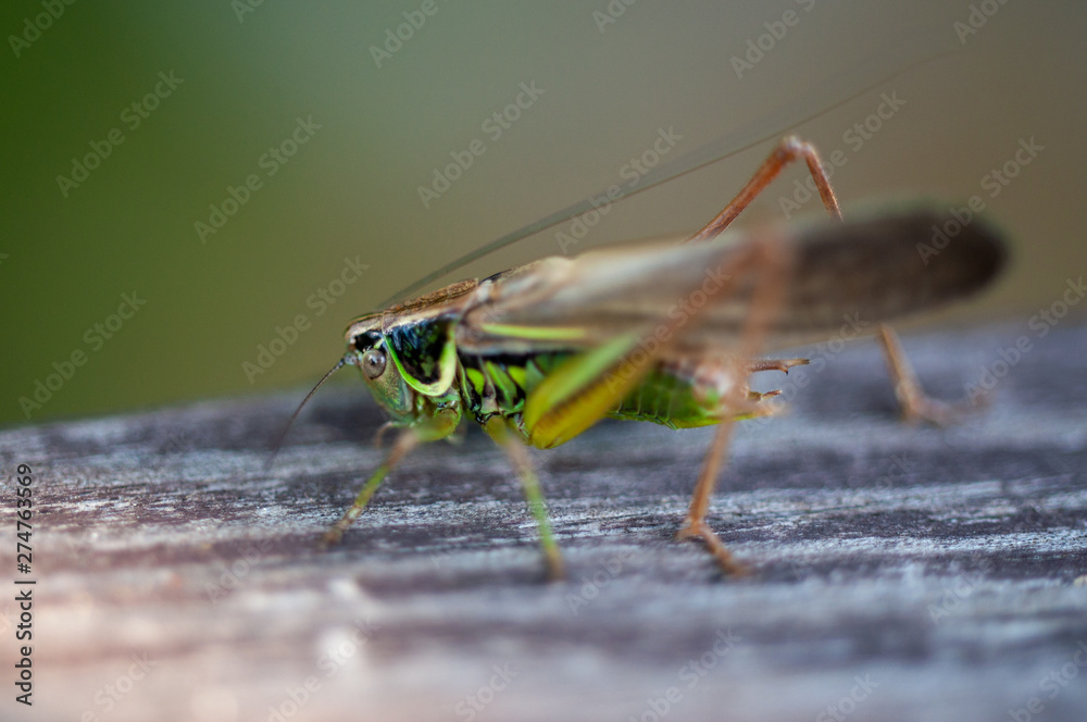 Fototapeta premium grasshopper on the macro Board