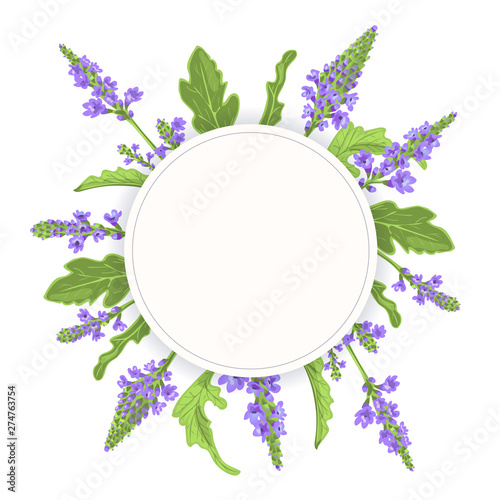 Verbena Round Circle badge. leaf branch, flowers and leaves. Vervain Herb template. for alternative medicine