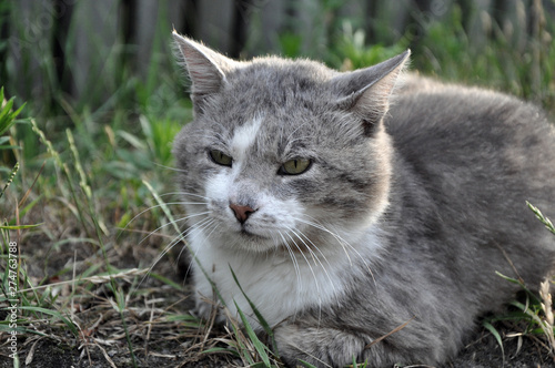 Domestic cat walking in the street, looking
