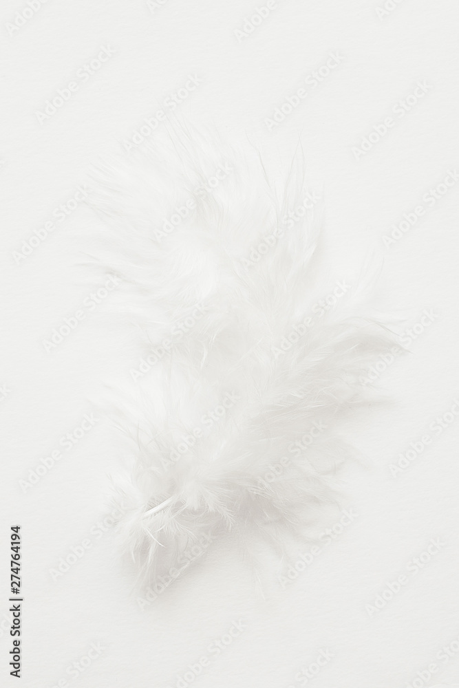 Fluffy feather isolated on white background