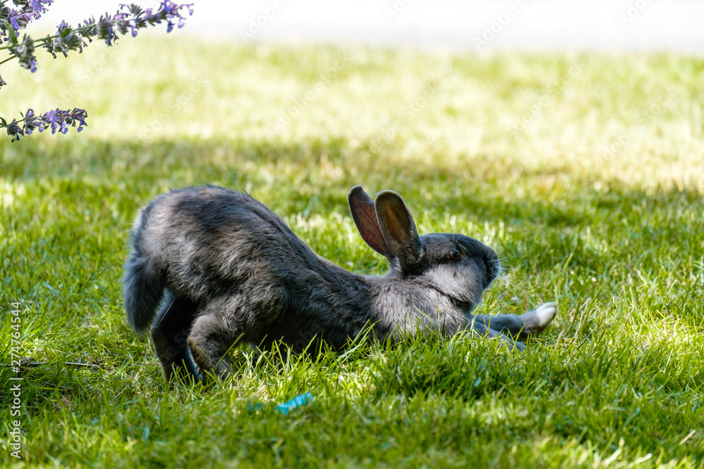 one cute grey rabbit doing yoga stretch on the green grassy field with its hip up and head down one cute grey rabbit doing yoga stretch on the green grassy field with its hip up and head down