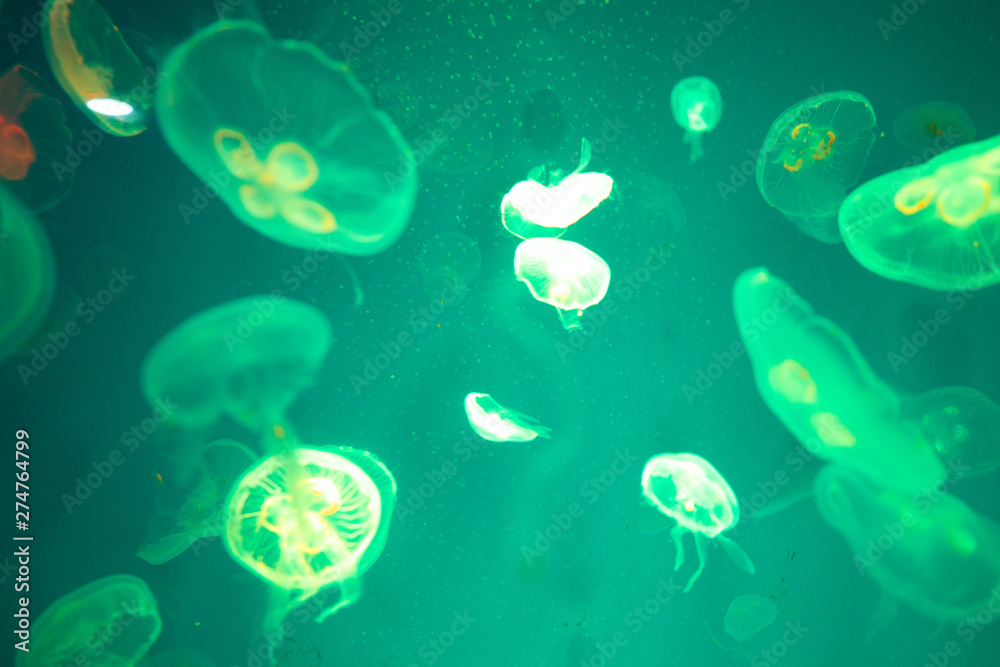 Fototapeta premium Jellyfish in the aquarium, Marine animals for research