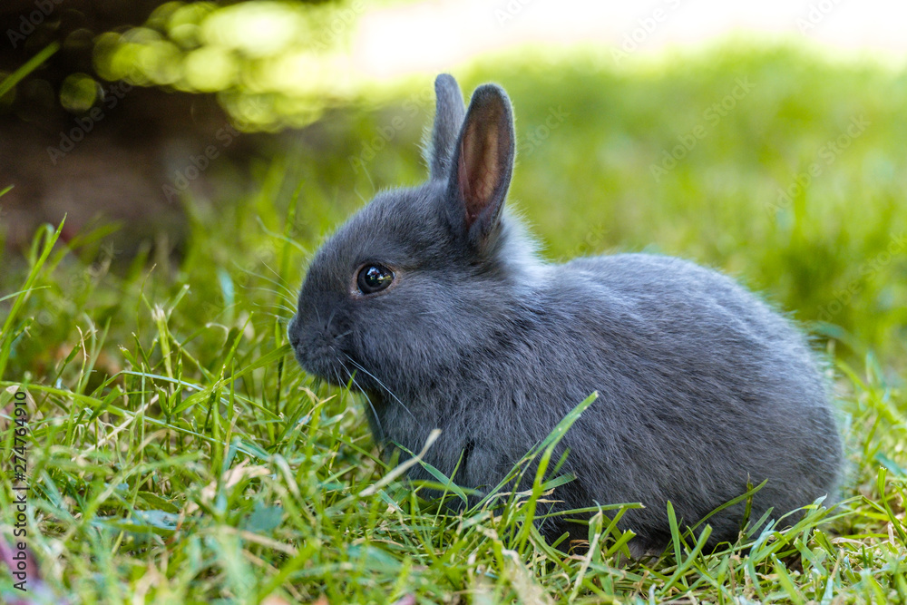 close up of cute grey bunny laying on green grassy field by the bushes in the park under the shade staring at you