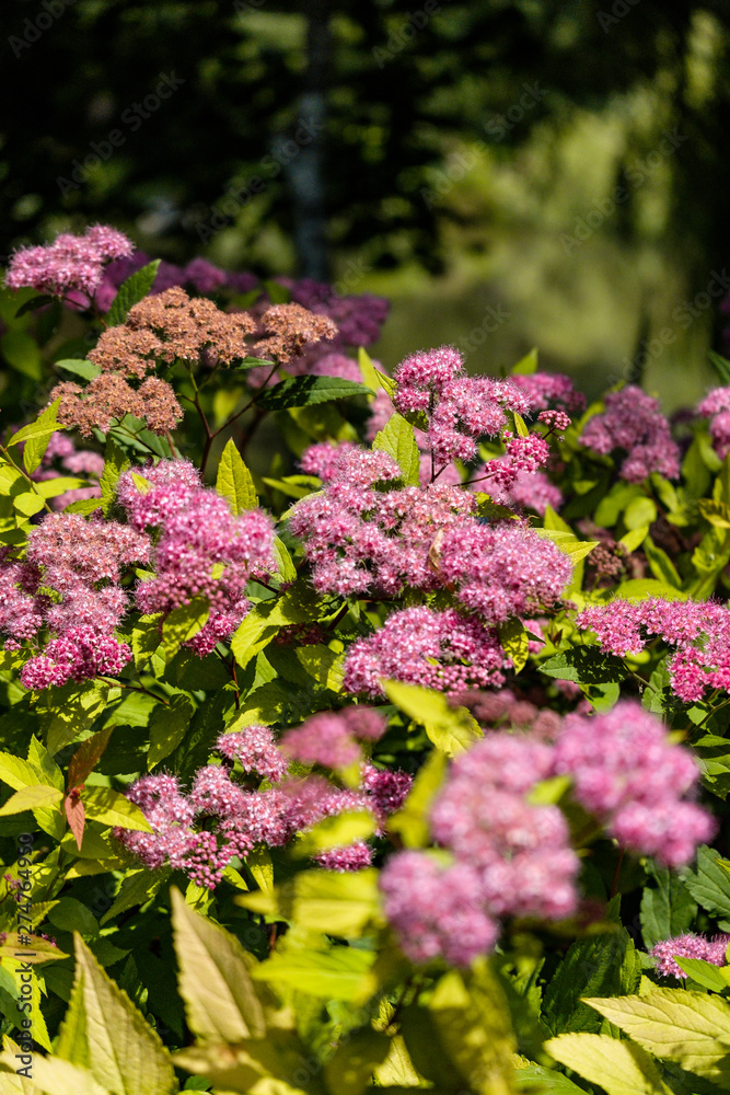 dense tiny pink flowers blooming on top of the green bushes under the sun in the park