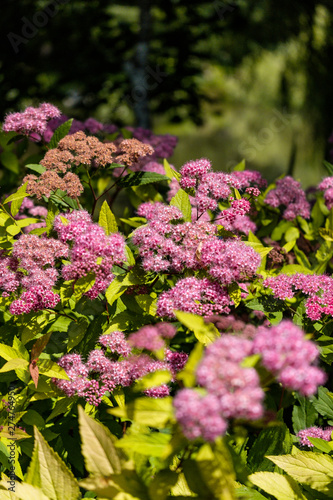dense tiny pink flowers blooming on top of the green bushes under the sun in the park