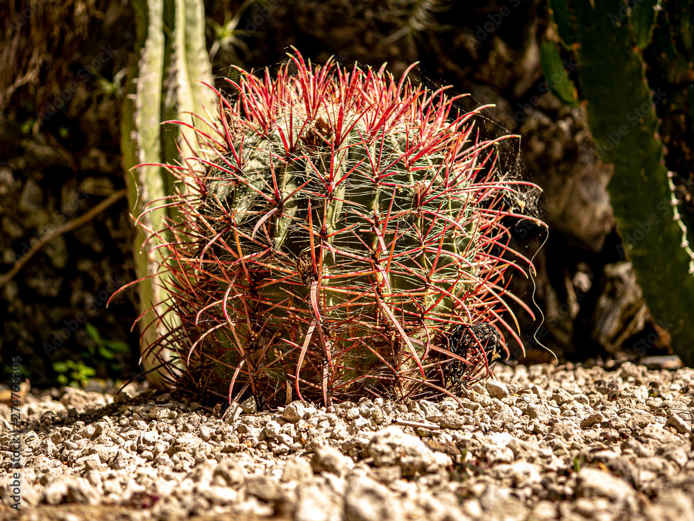 Fototapeta premium interesting ball cactus while blooming on stone bed