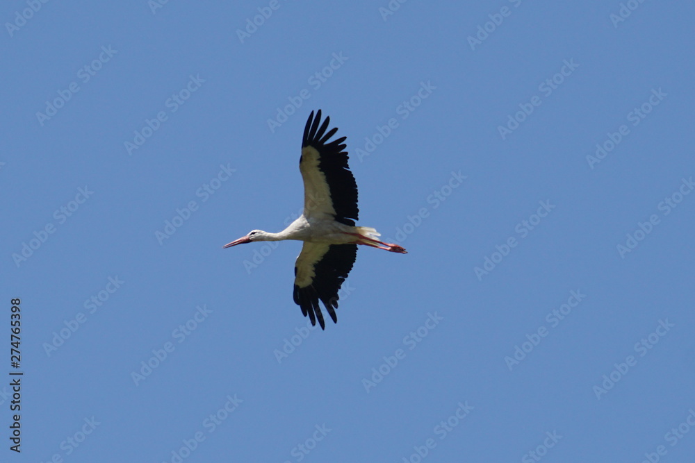 Fototapeta premium White stork