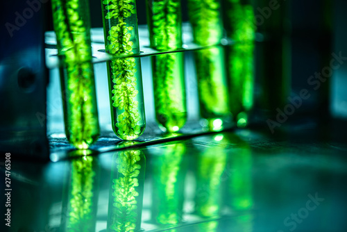 Photobioreactor in lab algae fuel biofuel industry. Algae fuel o photo