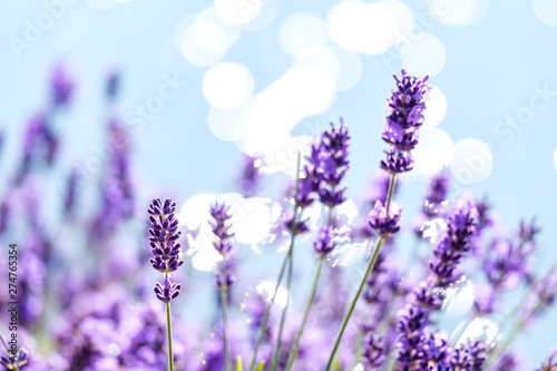 flower field filled with beautiful purple lavender flowers under the morning sun with bright bokeh light from the water surface in the background