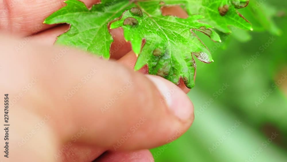 diseases of grape leaves vineyard close-up agriculture diseases of grape leaves vineyard close-up agriculture