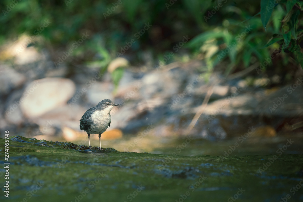 white-throated dipper (Cinclus cinclus) white-throated dipper (Cinclus cinclus)