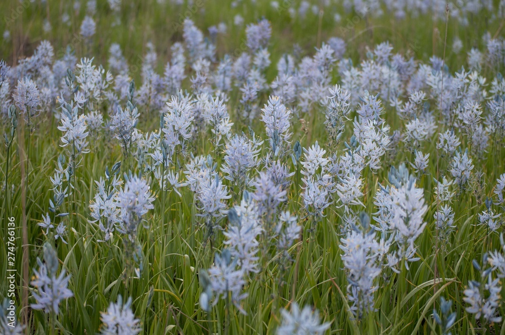 Fototapeta premium Camas Flowers