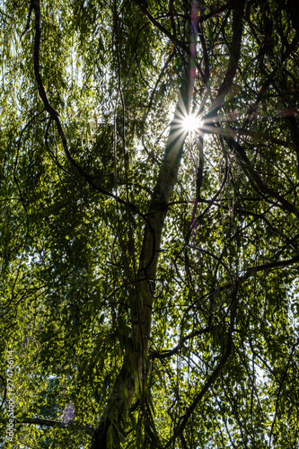 sun shine through the dense foliage of willow tree in the park