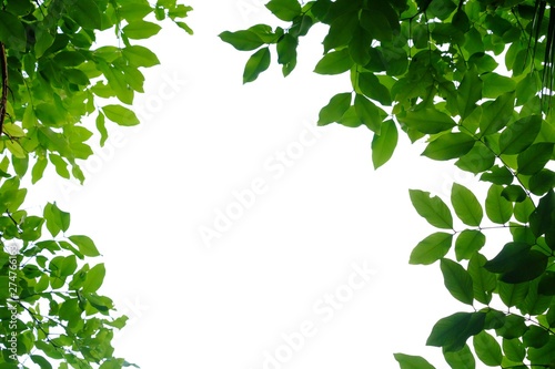 Tropical tree leaves on white isolated background for green foliage backdrop 