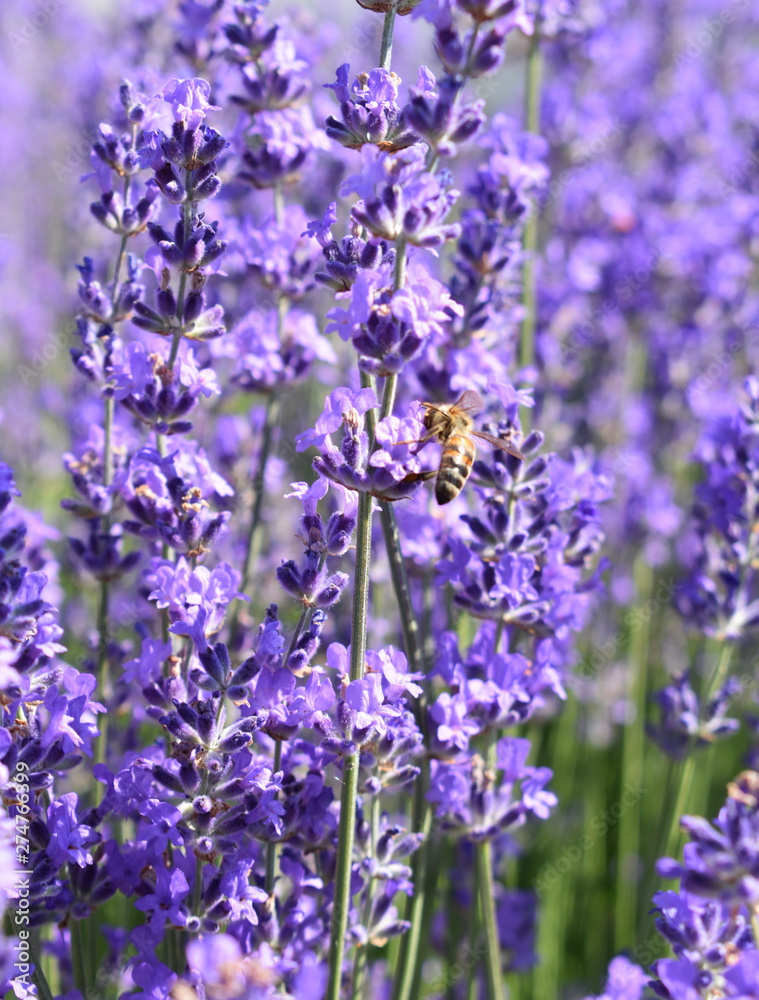 Bees collect pollen from lavender. Bees collect pollen from lavender.