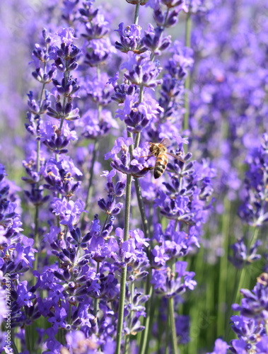 Bees collect pollen from lavender.