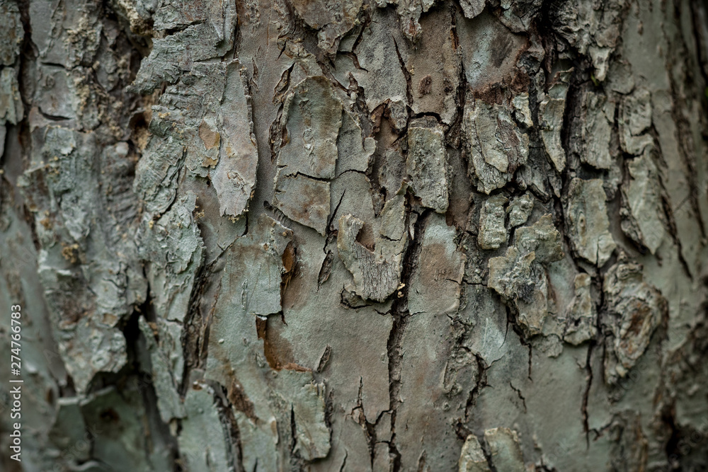 texture of the apple tree bark Background macro texture of the apple tree bark Background macro