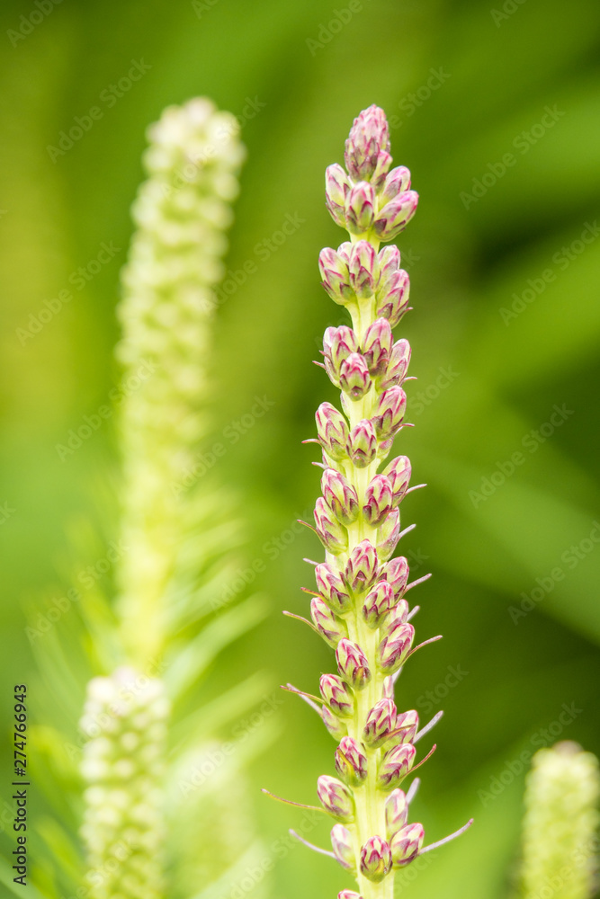 Hyssop Plant flower stars to bloom in the garden with blurry green background Hyssop Plant flower stars to bloom in the garden with blurry green background