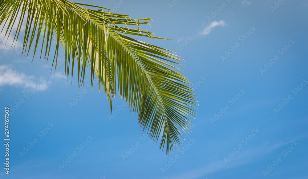 Green coconut palm tree leaf against blue sky. Tropical background. Green coconut palm tree leaf against blue sky. Tropical background.