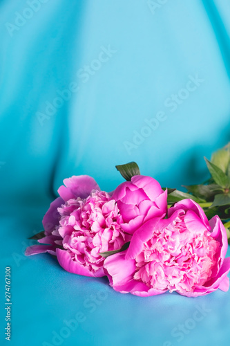 Pink bouquet of peonies on blue. photo
